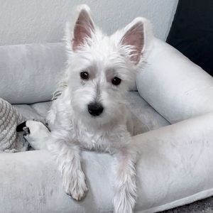 Meet your Posher, Fatima claire